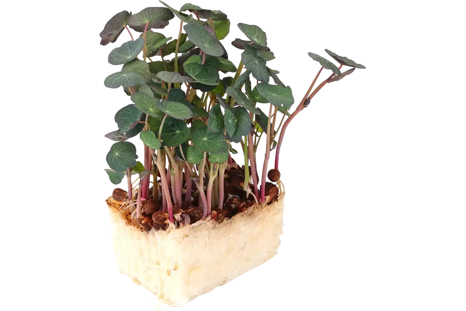 Zorri Cress stuk